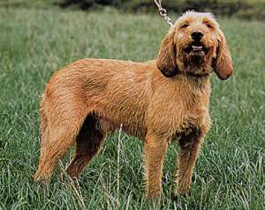 GRIFFON ROSCAT DE BRETANIA